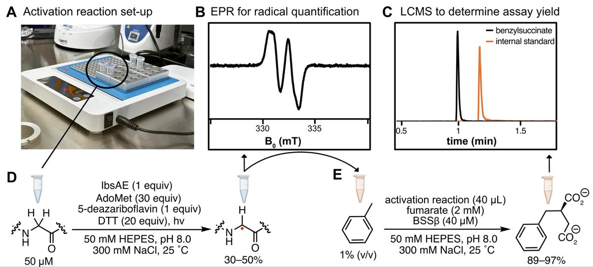 AndorferLab's tweet image. Happy to share our first detailed #protocol on "Activation of X-Succinate Synthases for Fumarate Hydroalkylation Using an In Vitro Activation Method" bio-protocol.org/e5357 published in @bioprotocolbyte