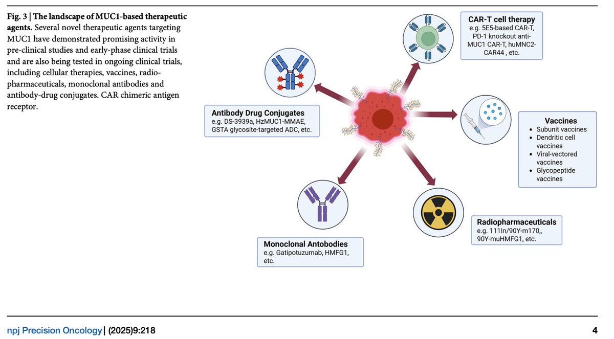 Udhayvir Grewal (@ugrewalmd) on Twitter photo 🚀 Excited to share our new review in <a href="/Nature_NPJ/">npj Journals</a> Precision Oncology: “Mucin-1: A Promising Pan-Cancer Therapeutic Target”
nature.com/articles/s4169…
We discuss:
✅ How aberrant MUC1 expression and glycosylation drive oncogenesis in solid and hematologic cancers
✅ The pipeline of 🚀 Excited to share our new review in <a href="/Nature_NPJ/">npj Journals</a> Precision Oncology: “Mucin-1: A Promising Pan-Cancer Therapeutic Target”
nature.com/articles/s4169…
We discuss:
✅ How aberrant MUC1 expression and glycosylation drive oncogenesis in solid and hematologic cancers
✅ The pipeline of