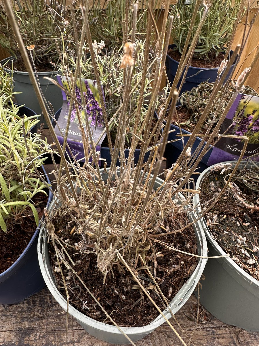 NickHedges4's tweet photo. @9phyok32 @GardeningExpres i received these https://t.co/xwMo0B3S0q