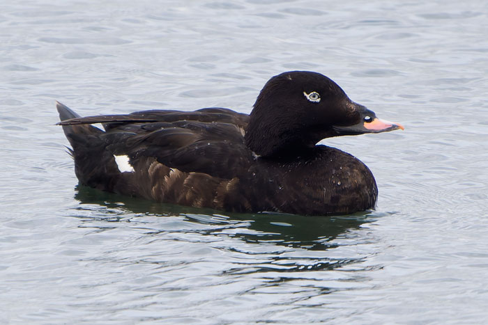 Good to be passing Musselburgh on Monday - just at the right time to see the American White-winged Scoter nice and close. (More pics as usual on my cleybirds.com.)