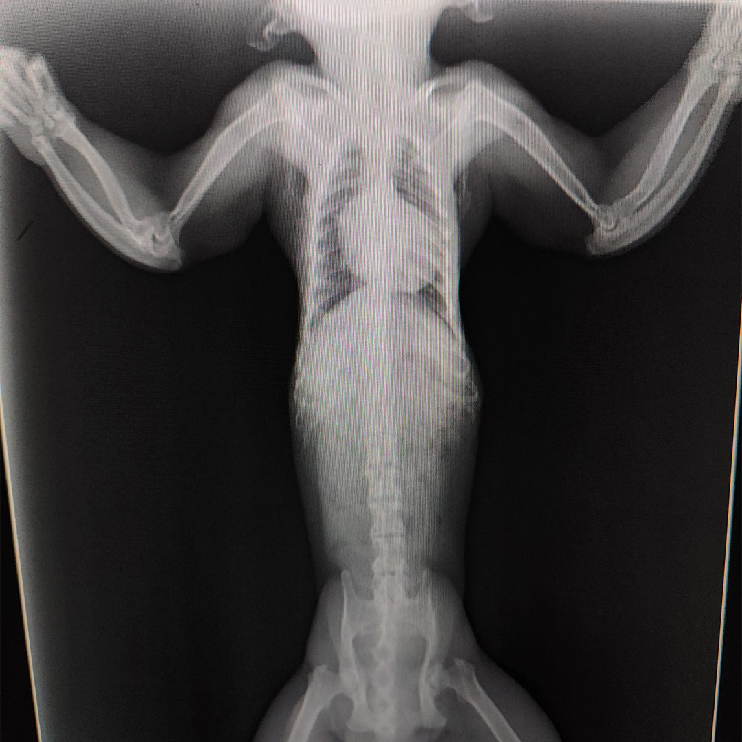 Veel gezondheidsproblemen bij onlangs geredde kapucijnaapje Capitán... 😔 bit.ly/Capitan-dieren…