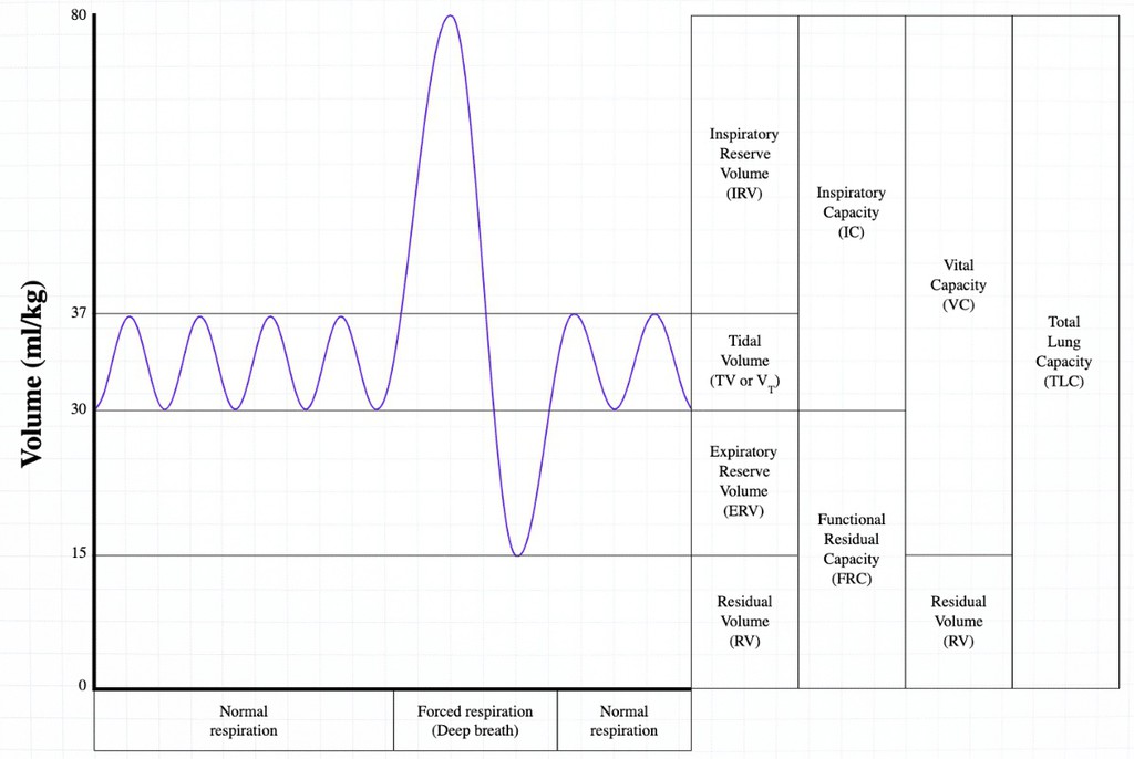 RespiratoryZone's tweet image. Total lung capacity is the sum of all the lung volumes and represents the maximum volume of air that the lungs can hold. ✔️ bit.ly/4afPEDk