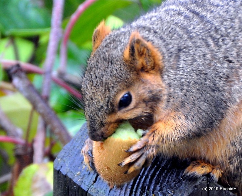 rachidH's tweet photo. #Squirrel #EasternFoxSquirrel #Bryant_sFoxSquirrel #Sciurus #Sniger #Écureuil #ÉcureilFauve #ÉcureuilRenard #Kiwi #Berkeley #California #CA
Rachid H shared a photo with you from the Flickr app! Check it out:
https://t.co/TZE0ddrcxw https://t.co/7o9enqPVqT