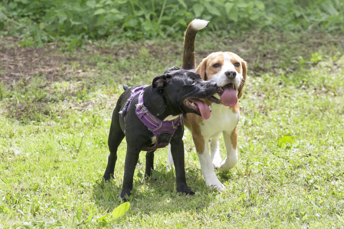 🚧 The dog park at Centennial Park (2870 7th Line) will be closed on the morning of Thursday, July 3 for some much-needed fence repairs.

Crews will be on-site early and are expected to finish around 2 pm. Thanks for your patience as we work to keep this space safe and secure!