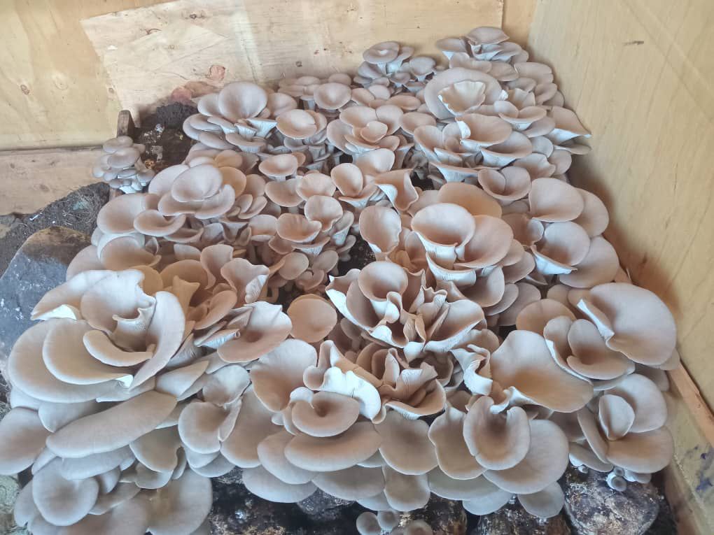Food security is essential, but impact lasts when food we grow nourishes our communities.
In Rubavu, schools began mushroom farming after Kilimo Trust training to improve child nutrition through school feeding.
Yes - you don't need acres to grow mushrooms and solve malnutrition.
