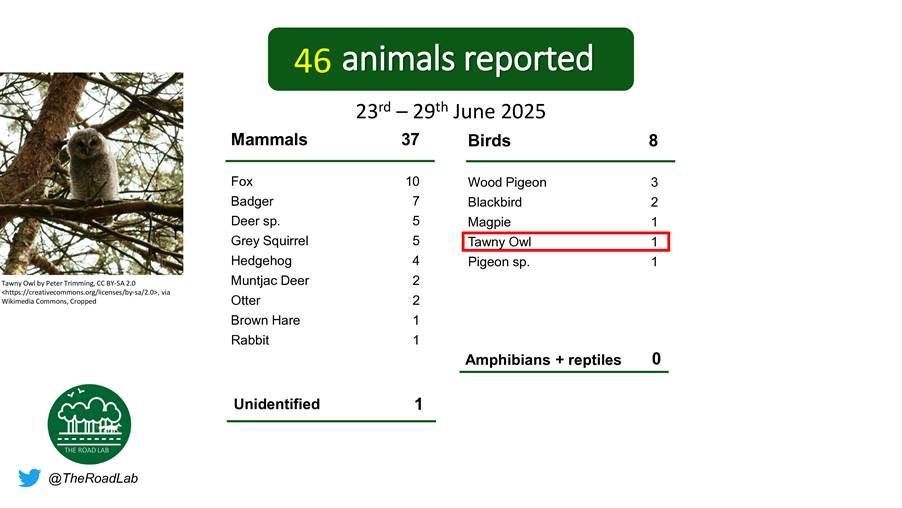 The weekly #roadkillreport is out! 46 animals were reported this week, with only a tawny owl as an unusual spot. Fox incidents were the top report this week. Report any seen roadkill through our app on iOS (buff.ly/3Yktj50) or Android (buff.ly/3YjeDn3).