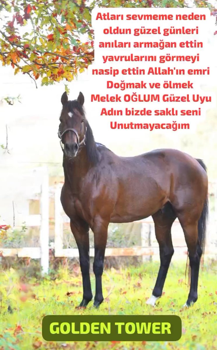 goldentowertr's tweet photo. Sen bana heycan veren Sen bana atçılığı sevdiren Sen bana gelecek hayali kurduransın ve Sen benim sonuna kadar inandığım ŞAMPİYONUMsun.  İYİ uyukular şampiyon https://t.co/3gAu4O65Ec