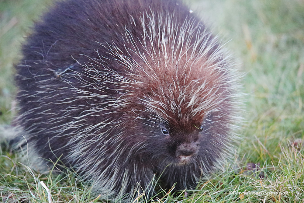 Happy World Porcupine Day 2025!  July 2nd .  #Porcupine #ShareYourPorcupine #ShareYourWeather #ThePhotoHour #StormHour #WIldlifePhotography