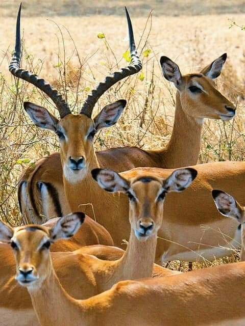 MuleArts's tweet image. Go gazelles
#fuba #basketball #GazellesBasketball