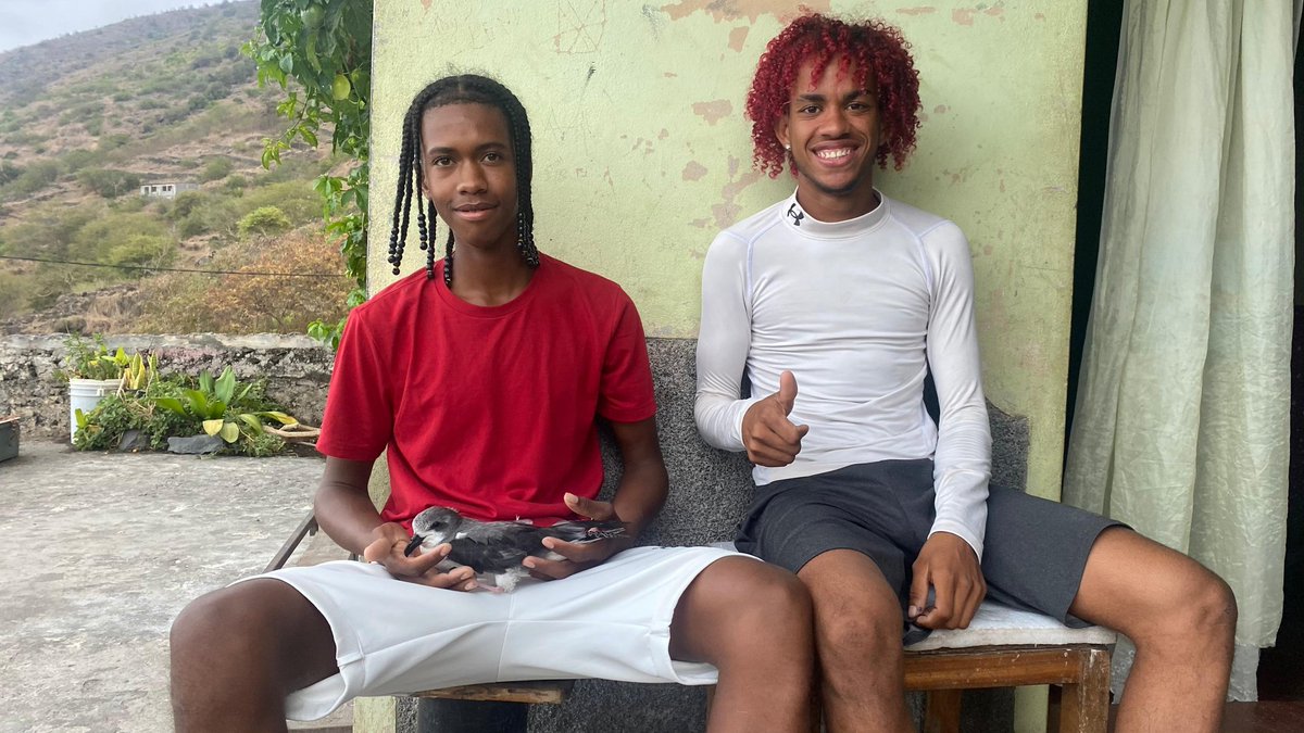 SOS EDU – SAVE A BIRD, PROTECT A LIFE! 
A fallen Gongon bird (Pterodroma feae) rescued in Fonsaco – Mosteiros.
The bird was banded and safely released back into the wild.

Big thanks to Zelito &amp; Nelito for their amazing support! 
 #Gongon #FogoIsland #Biodiversity