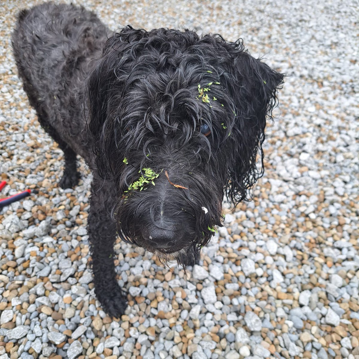 Last week we reached 1723 primary children with our Countryside Classroom and Let's Learn Moor Days.  
This week it's LLM week 2 and Ledston Woodland Days. Dill show's how he is helping with seed dispersal. #OutdoorLearning