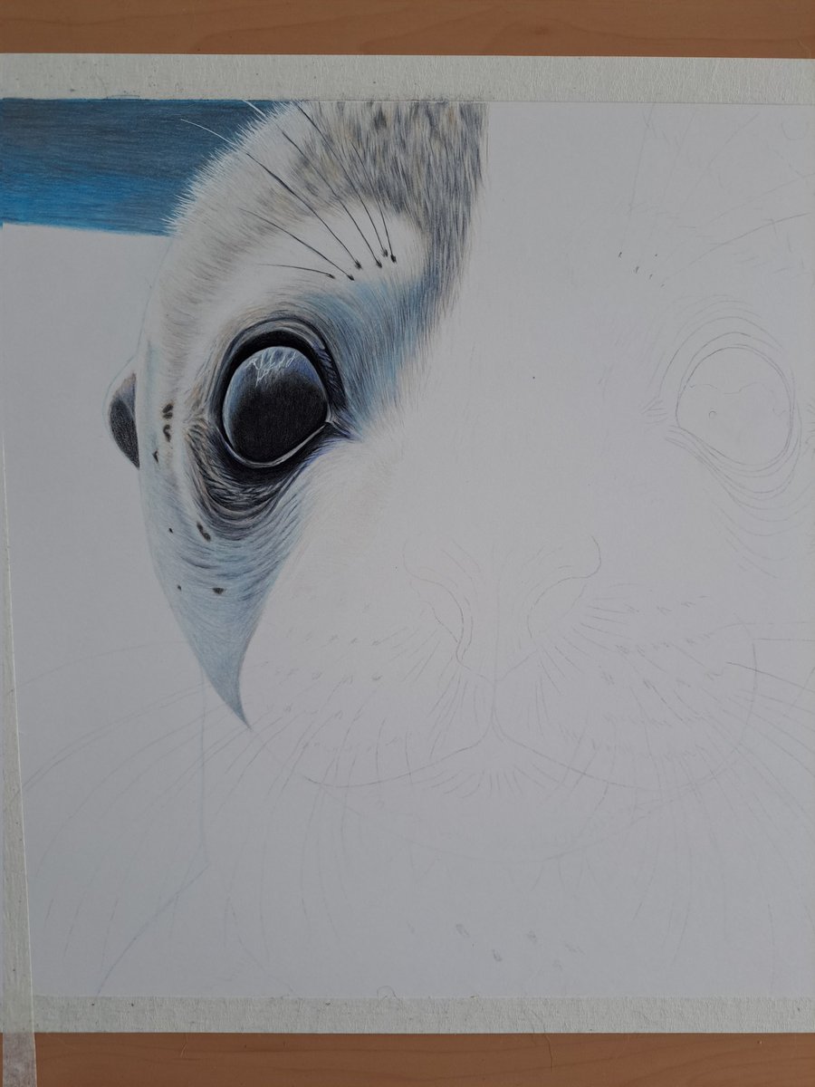 Started drawing a seal pup today. Looking forward to seeing how he turns out 😅😋😍