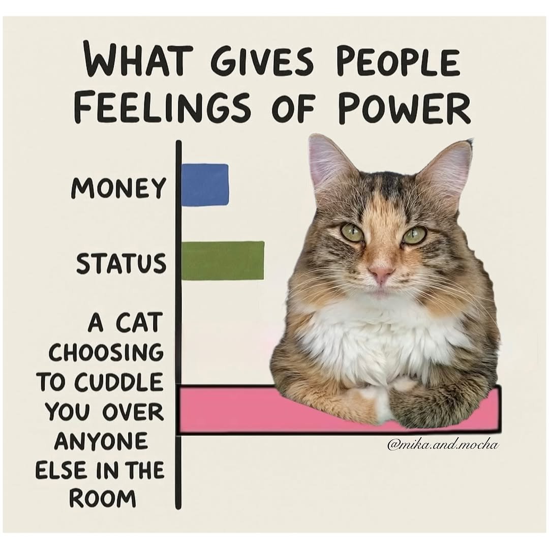 contents that ll heal your depression 🌻 (@catshealdeprsn) on Twitter photo 