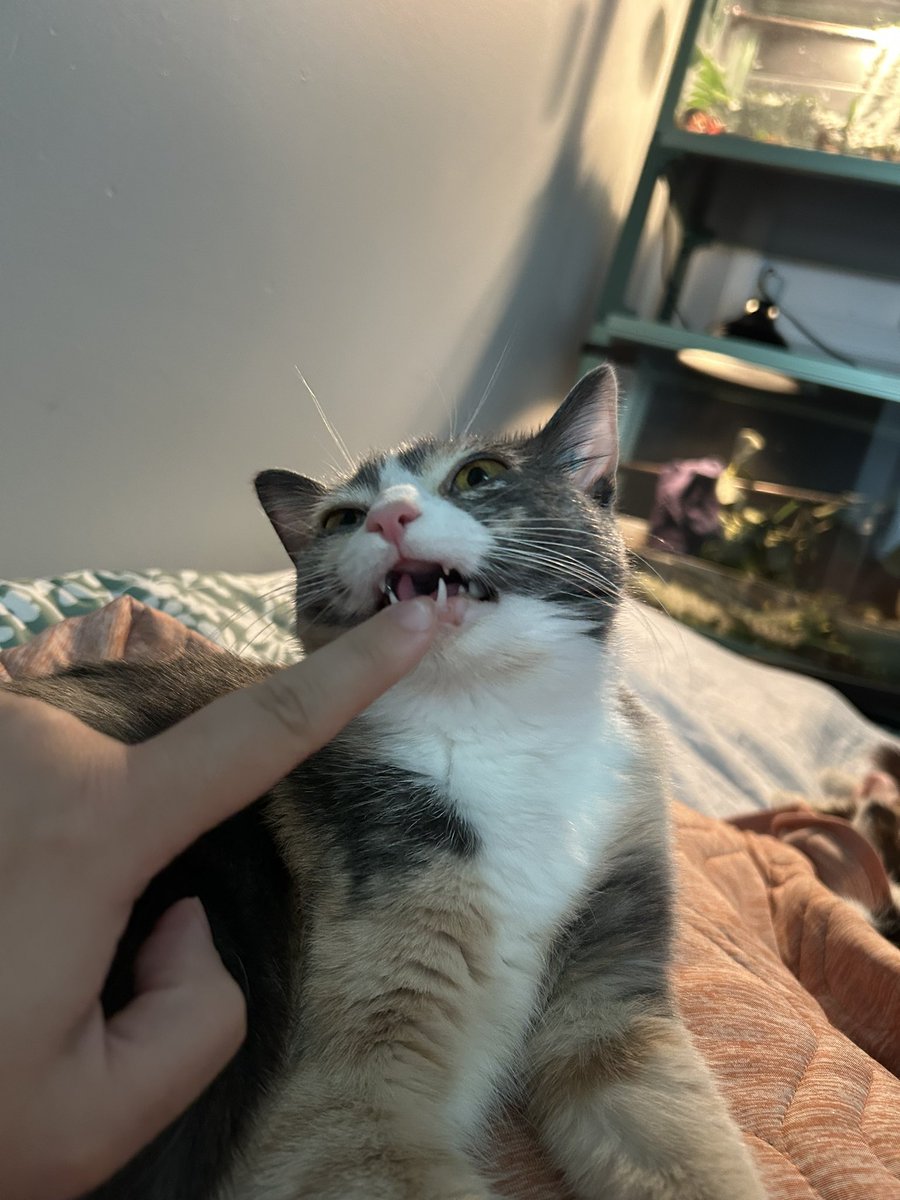 oreoeocat's tweet photo. Showing off her weirdly long tongue. No, there was nothing on my finger https://t.co/lsmxS4YGr1