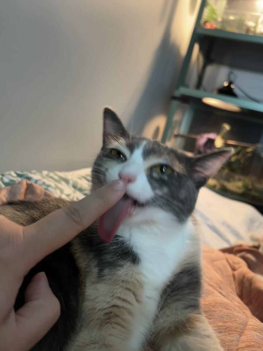 oreoeocat's tweet photo. Showing off her weirdly long tongue. No, there was nothing on my finger https://t.co/lsmxS4YGr1