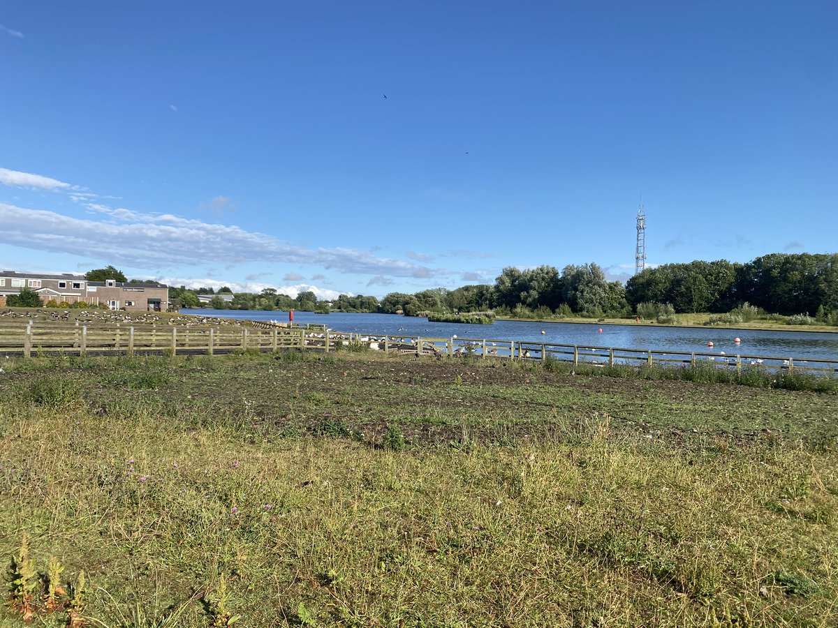 WhitleyBirder's tweet image. Random bird of the day… just had an Avocet at Killingworth Lake! Only present for 5 minutes, circled the lake calling constantly, and repeatedly tried to land before flying off high north at 18:05. A site first?