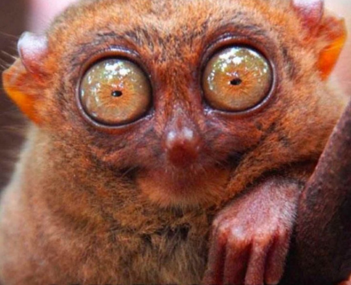 basedethos's tweet image. You don’t want to hear this.

But coffee, nicotine, and energy drinks are KILLING your energy.

Here’s the truth about stimulants, how to escape the cycle, and the key to tapping into infinite energy via the breath.

(Thread for those courageous enough to look): 🧵