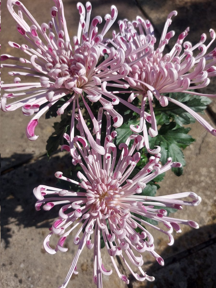 PerffaithSimmer's tweet image. How is this even a flower 😍 A firework chrysanthemum 🎆