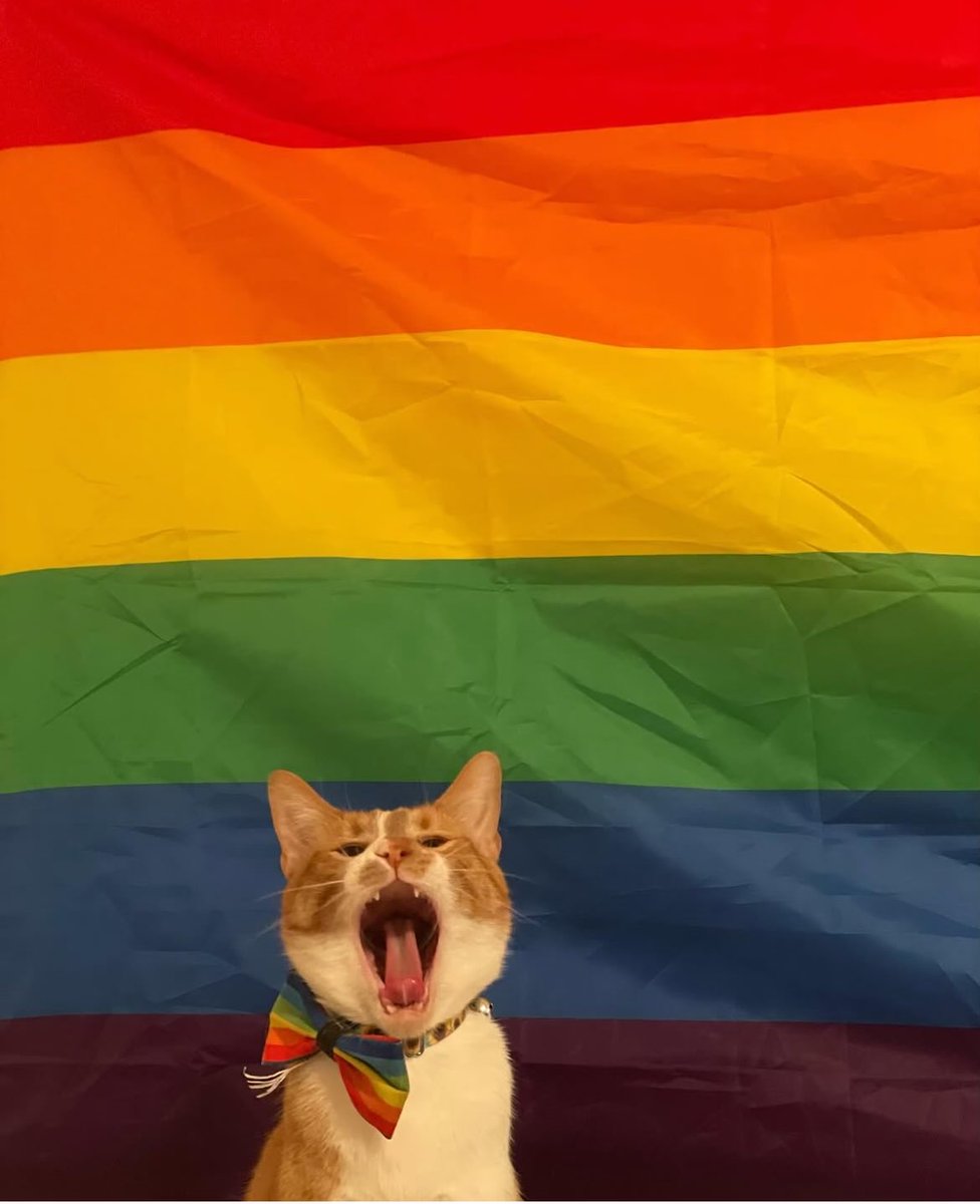 WELCOME TO GAY WRATH™️. IF YOU’RE AMERICAN, CALL YOUR REPRESENTATIVES AND DEMAND THEY VOTE AGAINST THE ‘BIG BEAUTIFUL BILL.’