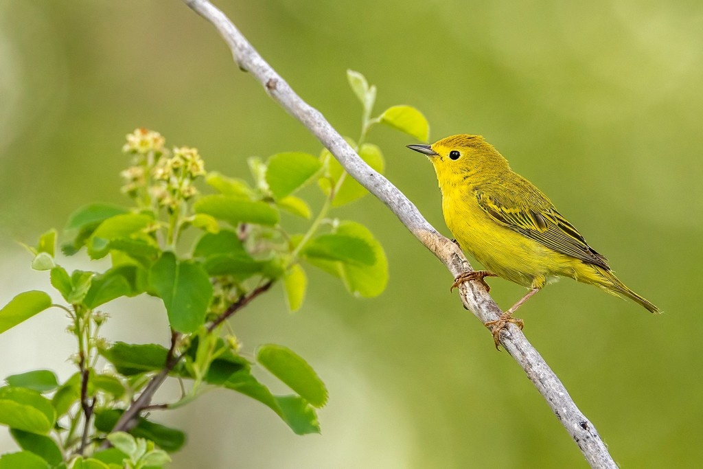 jardenephoto's tweet photo. Basking in the gentle morning light, the yellow warbler brings a splash of sunshine to Alberta's vibrant landscapes. This charming little bird, with its cheerful song and striking plumage, reminds us to embrace the beauty of nature that surrounds us! 🌞💚 https://t.co/lKjJuOjU4C