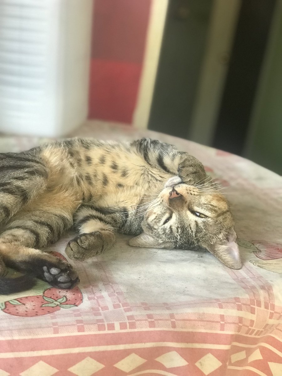 la forma en la que me duele el corazón, me dejaste con el corazón roto, un corazón que tú mismo curaste desde que llegaste a mi vida. Te voy a extrañar tanto mi chiquito, en cada rincón de mi casa siempre estarás ahí. Sé que te fuiste siendo amado por todos, vuela alto 🤍