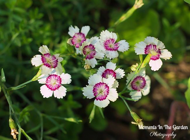 MomentsintheG's tweet photo. Small amount of coreopsis blooming and dianthus deltoides. #coreopsis #dainthusdeltoides #perennials #summerflowering #julygarden #momentinthegardenphotography https://t.co/rtctJlF0PB