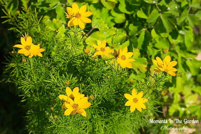 MomentsintheG's tweet photo. Small amount of coreopsis blooming and dianthus deltoides. #coreopsis #dainthusdeltoides #perennials #summerflowering #julygarden #momentinthegardenphotography https://t.co/rtctJlF0PB