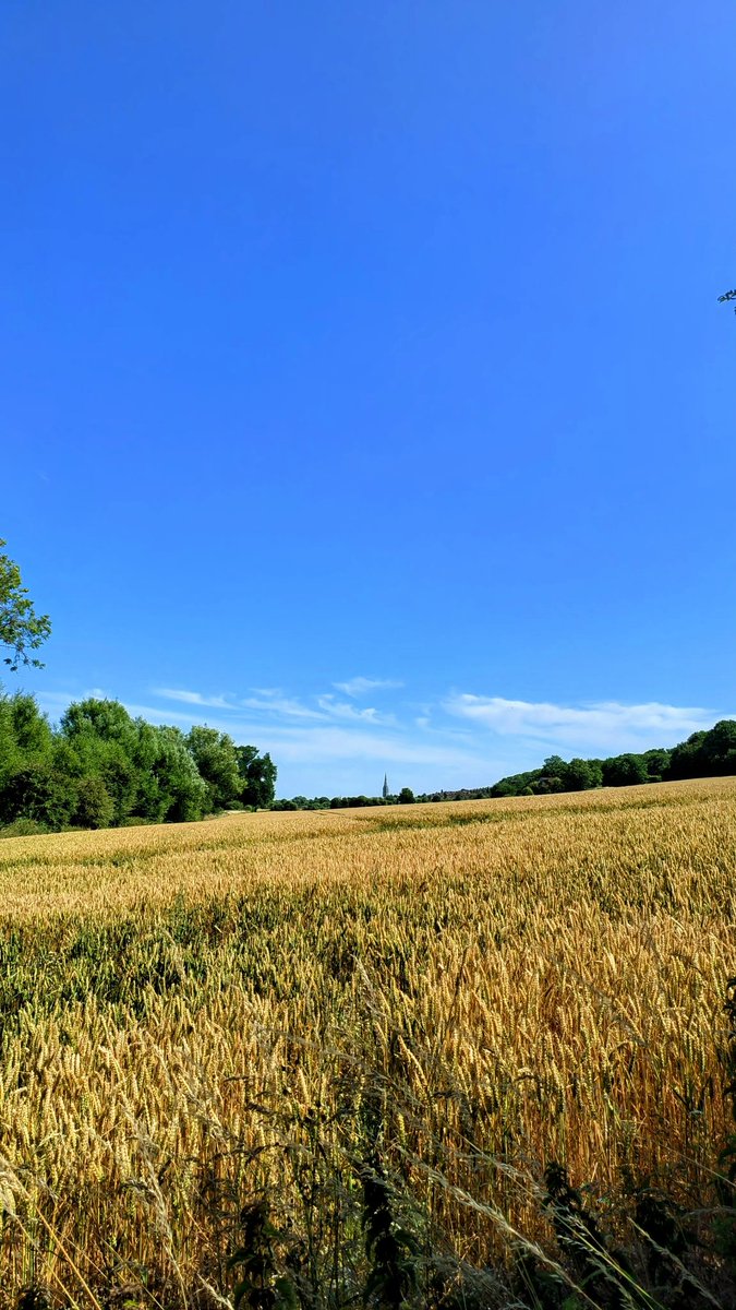 LadyGrace27's tweet image. “You'll forget the sun in his jealous sky as we walk in fields of gold.” ~ Sting 

#Wednesdayvibe #Wednesdayfeeling #fieldsofgold