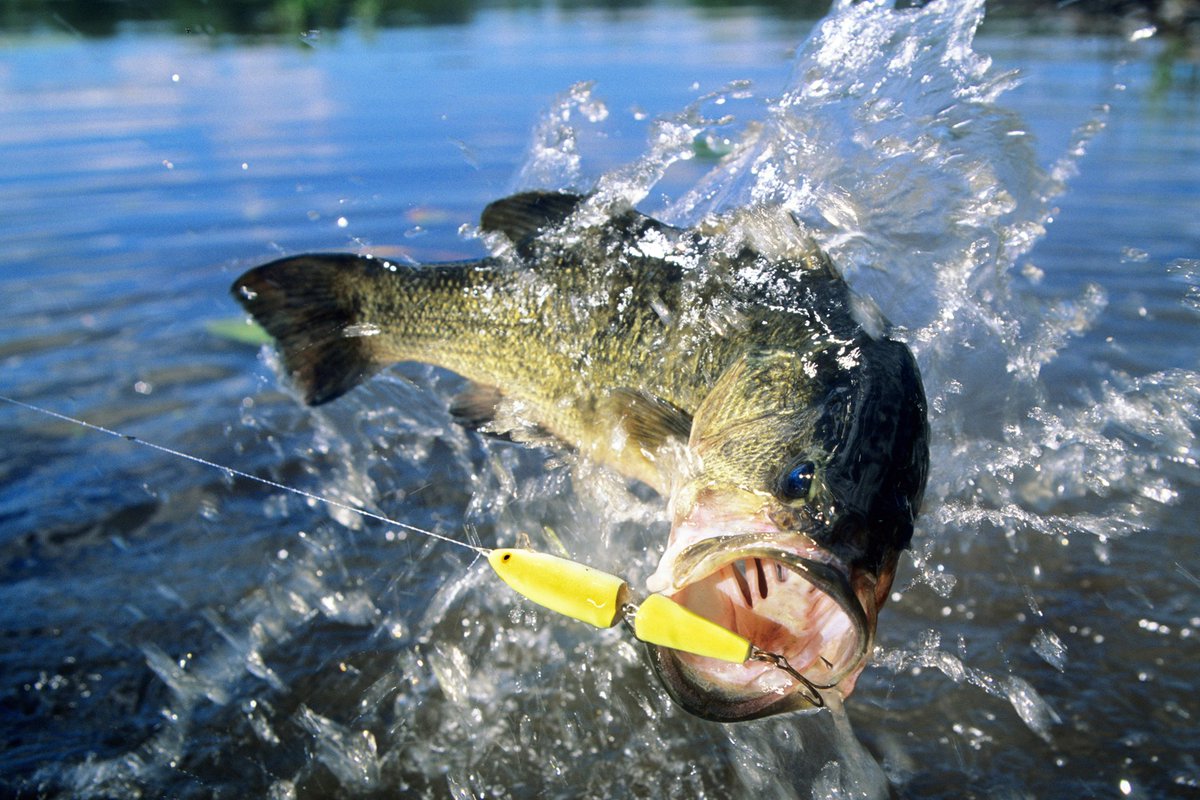 Murphysboro HS (@murphysborohs) on Twitter photo MHS is still looking for a head coach for our Bass Fishing Team! Please email Mr. Ellermeyer at cellermeyer@mhs.org if you are interested! We are at risk of not being able to have a fishing team for the 25-26 school year if we cannot find a head coach! Thanks! MHS is still looking for a head coach for our Bass Fishing Team! Please email Mr. Ellermeyer at cellermeyer@mhs.org if you are interested! We are at risk of not being able to have a fishing team for the 25-26 school year if we cannot find a head coach! Thanks!