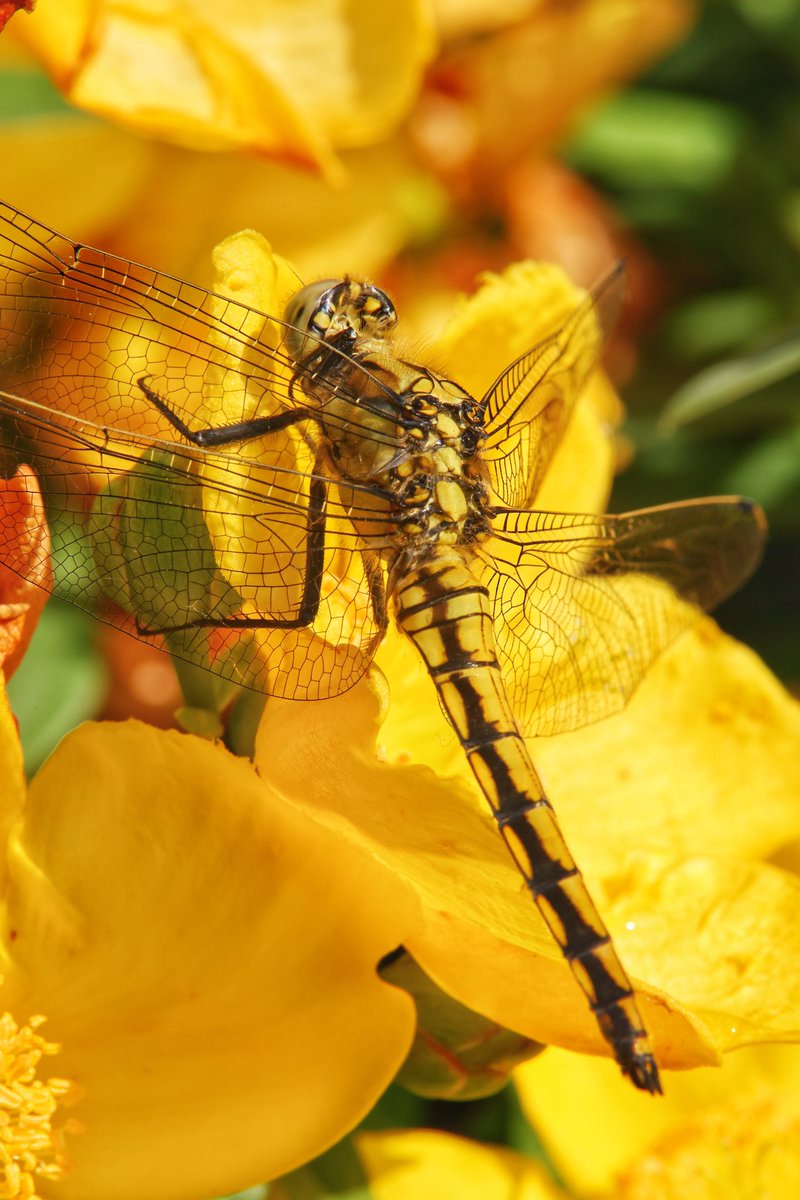 Dragonfly
A black tailed skimmer 
#yellow on yellow 
#nature #detail #insect