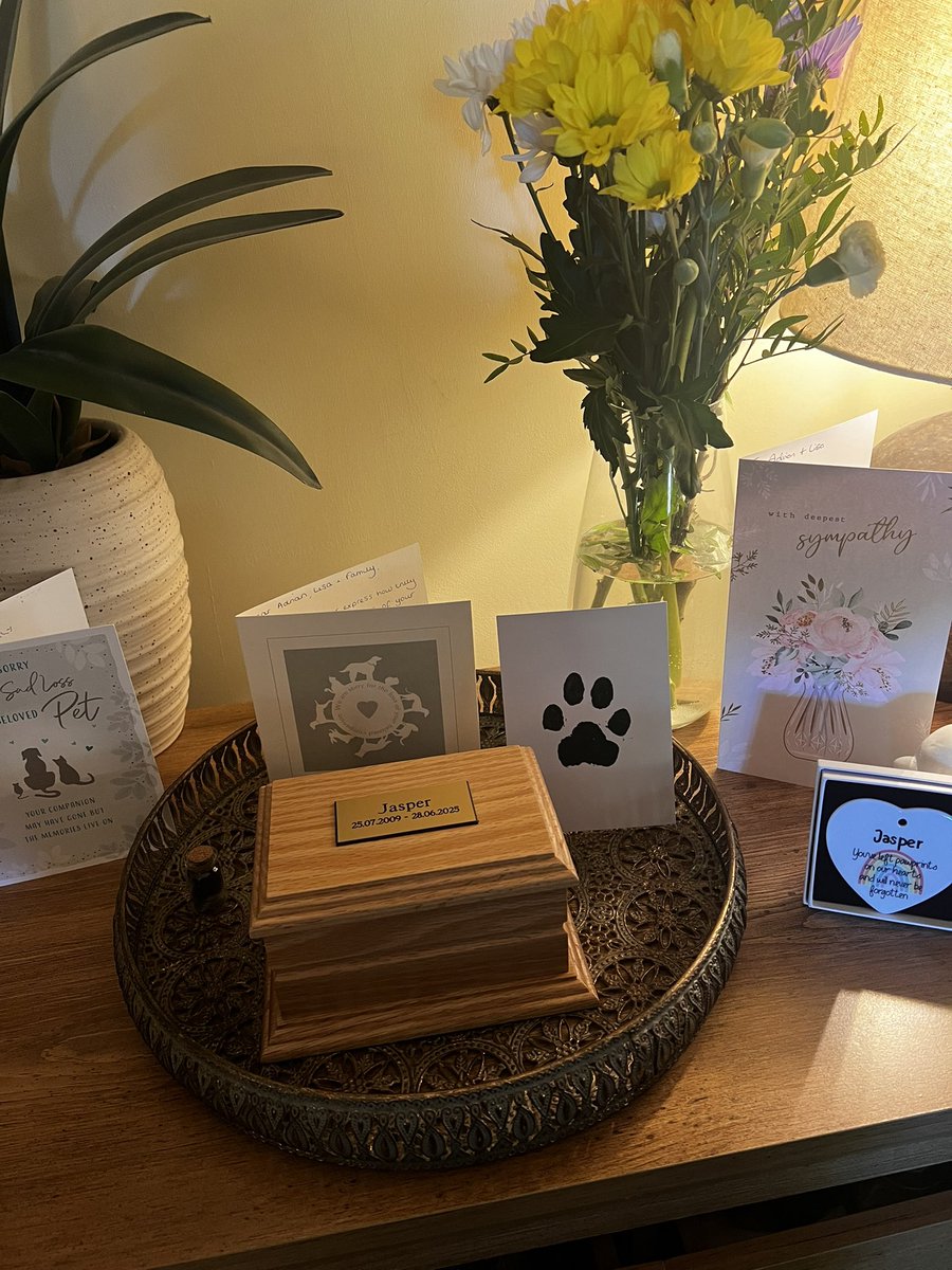 Our beautiful boy is home back where he belongs 💔😢🌈