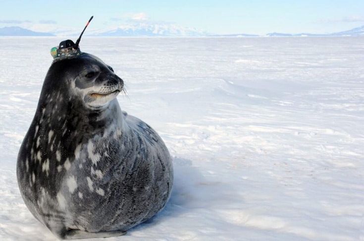 hes too dumb to realize he bomb 😢😢😢😢