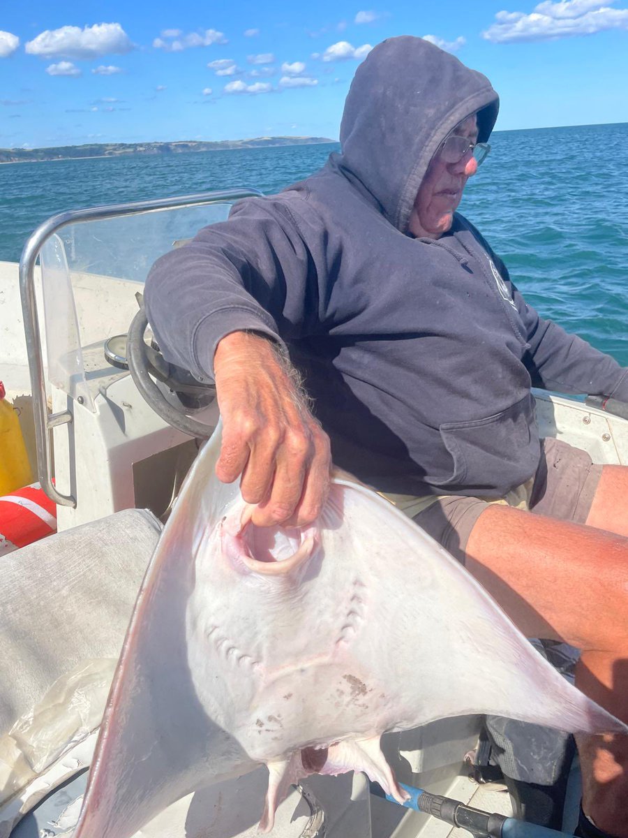 StartBayInn's tweet photo. A different day of #fishing today. Mostly dogfish & spider crab, one lovely #bass & a gorgeous #skate for our #specials board ~ first come first served! ๐ ๐ฃโฃ
โฃ
โฃ#SpecialsBoard #FreshSeafood #SeaToPlate #OurBoat #OwnPots #OurFishermen #Pub #PubFood #Alfresco #Dining https://t.co/Ttatsz0fZL