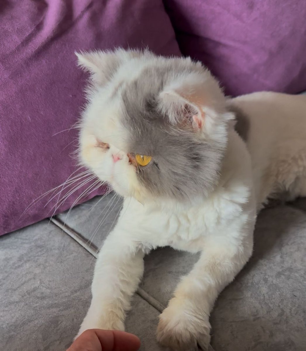 Cdla_Guayacanes's tweet photo. #Ayudapeluda
Ayudalo a regresar a su casa, el gatito persa blanco se perdió en guayacanes 5ta etapa. Si alguien lo ha visto por favor contactarse al 0999574235. Sus dueños se lo agradeceran. RT @AlertaMePerdi https://t.co/yqut73qiJk