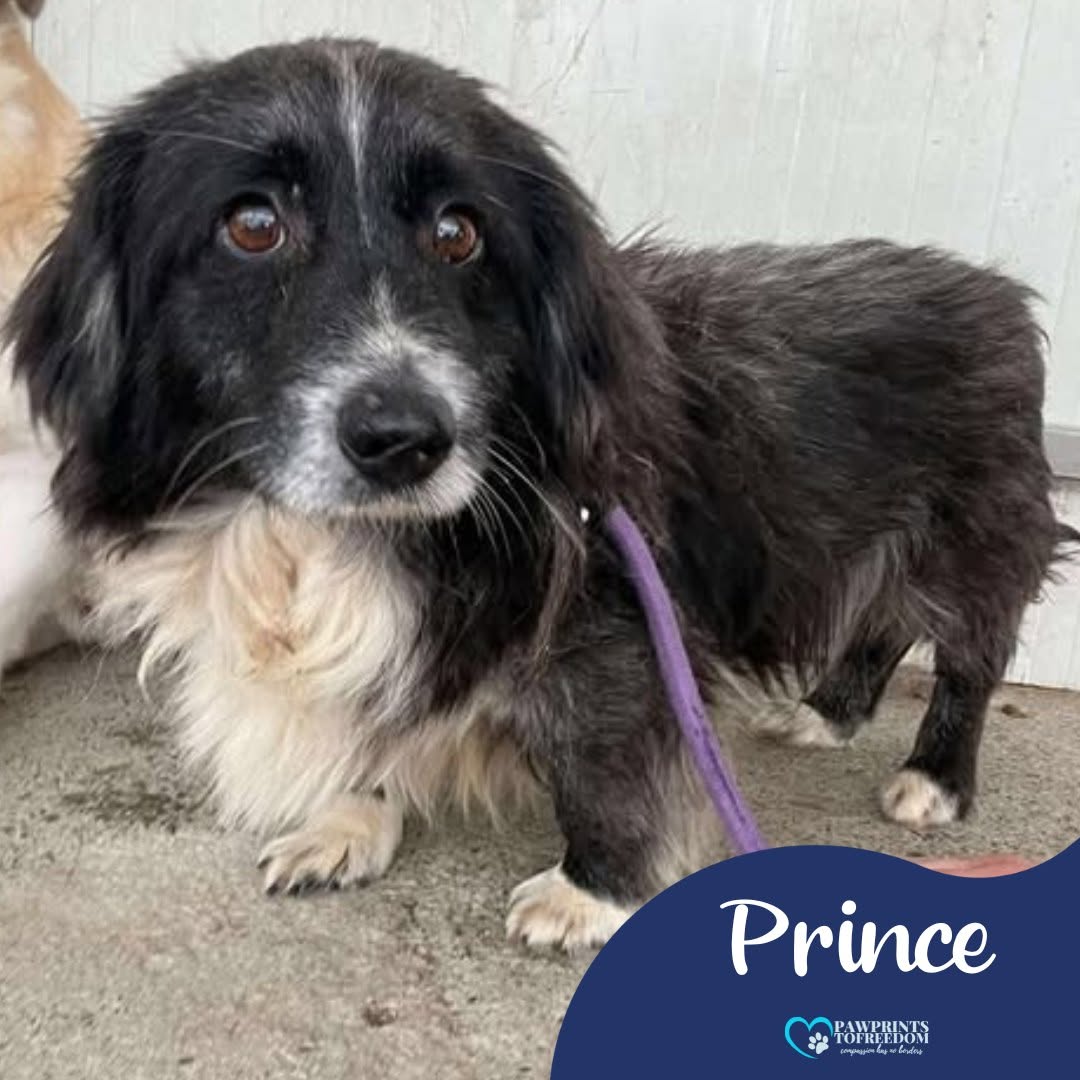 Pawprints2F's tweet photo. Prince 💙
6 years old
Romania

Prince is the cutest boy with his dinky little legs ❤️
He is so lovely to be around, just wants fuss and more fuss!
He gets on well with dogs and can live with kids 8+. He can be cat tested!

His bags are packed 🙏

Apply: https://t.co/uLrEQRSwZb https://t.co/6iD2S3RV1q