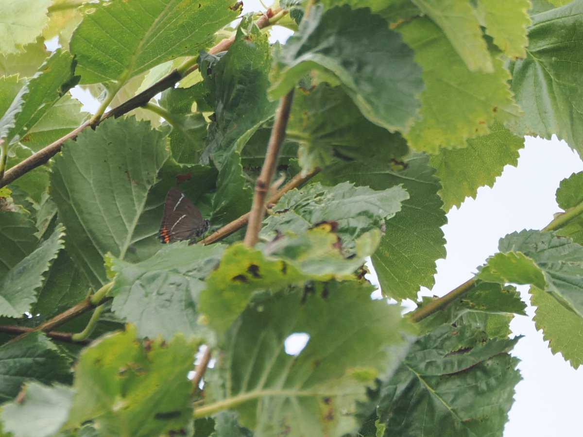 Harry's Birds & Wildlife tweet media