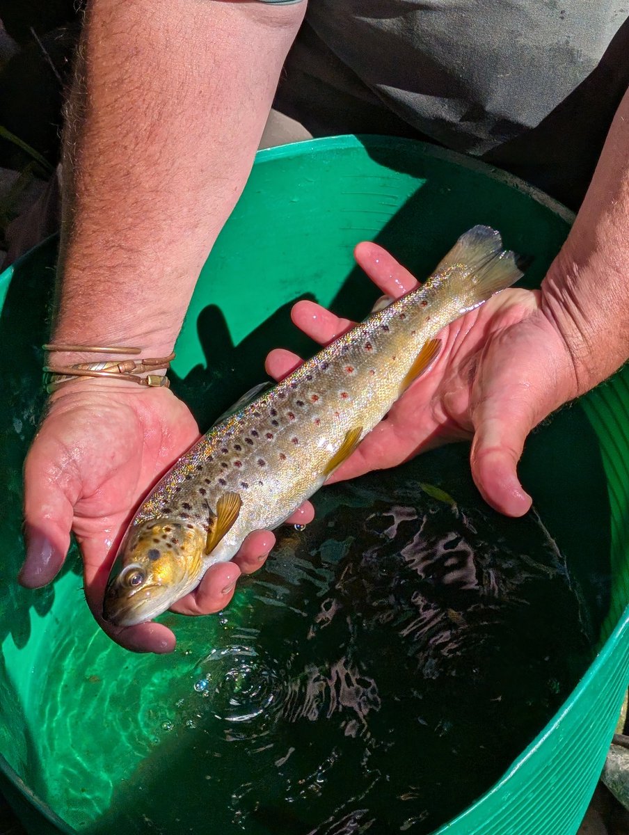 Today, we were all the way in Keighley, North Yorkshire for day one of the Wild Trout Trust's River Urban Conclave event. The jam packed day involved riverfly and diatom sampling, electrofishing, flood alleviation scheme planning and a weir walk and talk.