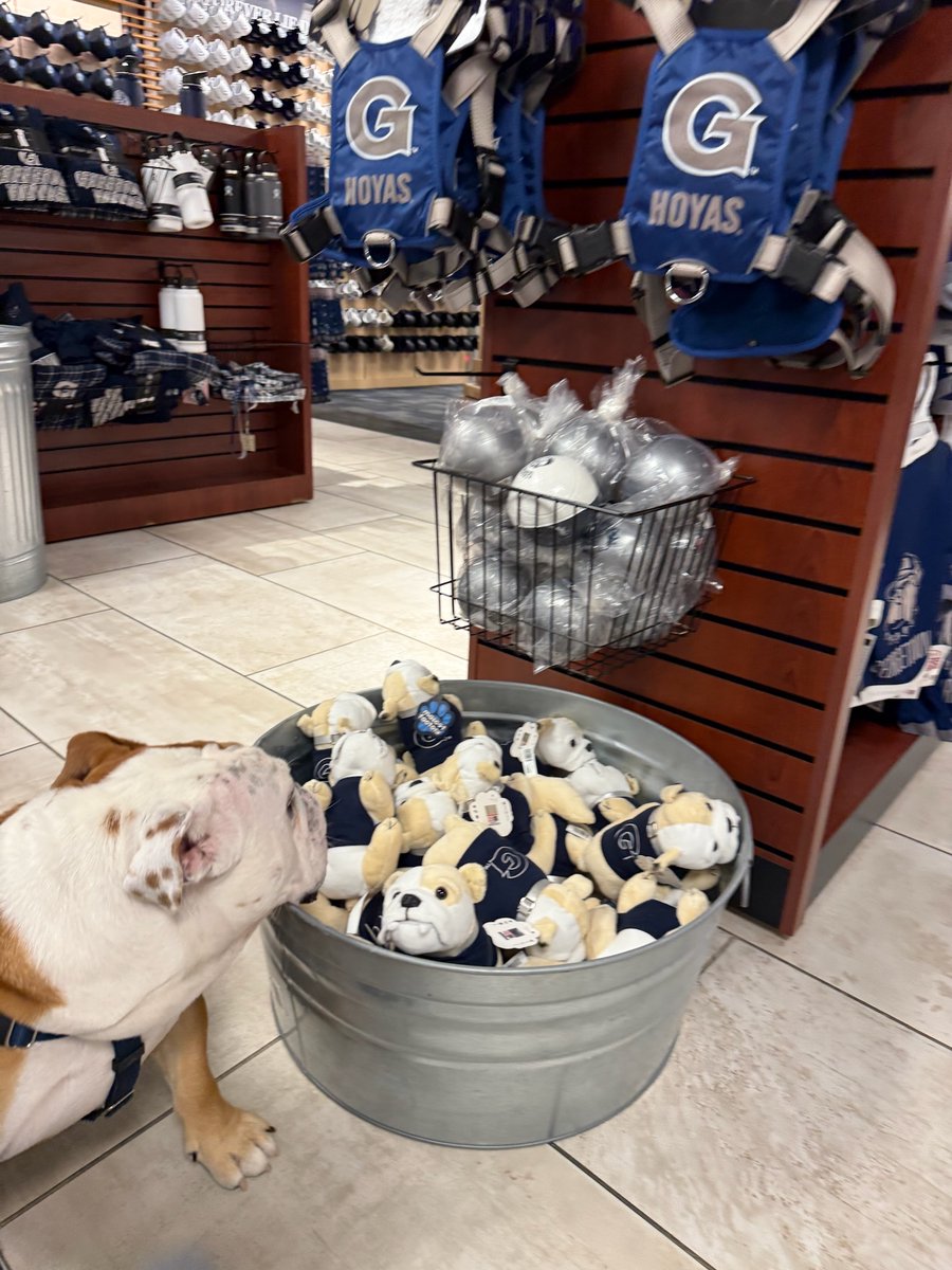 Afternoon activity? Sniffspection of the merchandise. 🔍  Jack's determination: Cute, but not as cute as him.