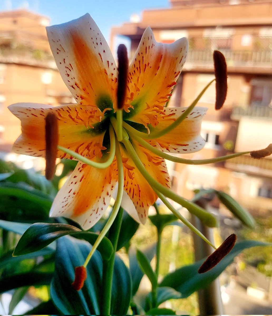 Maria Lea tweet media