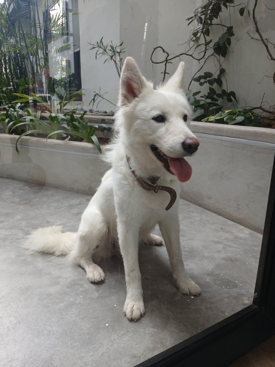 ATENCIÓN!!! Perrito encontrado en Magdalena, a la altura de la cuadra 2 de Sucre. RT por favor! 
<a href="/munimagdalena/">Magdalena del Mar</a> 
<a href="/danegamez/">Dane Gámez</a> 
<a href="/whatLlinidraws/">Caro.🐱 (she/her)</a>
