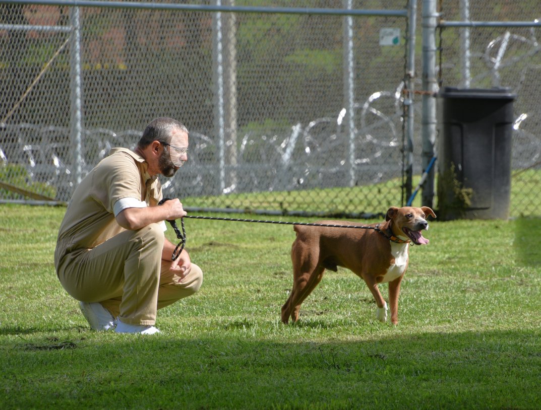 distevhass31's tweet image. Group 46 - Welcomes Simon, Henry and Fred from Castoff Pet Rescue! ❤️🐾@GA_Corrections @GAFirstLady @CLALeadership @jeffbreedlove1 @Recovery_GC4R @endthewhisper @JellyRoll615