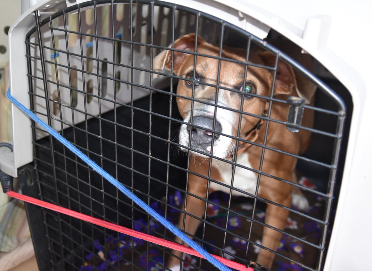 distevhass31's tweet image. Group 46 - Welcomes Simon, Henry and Fred from Castoff Pet Rescue! ❤️🐾@GA_Corrections @GAFirstLady @CLALeadership @jeffbreedlove1 @Recovery_GC4R @endthewhisper @JellyRoll615