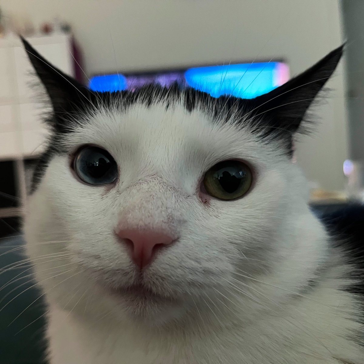 Haven’t eaten in 1 hr. Pls send help