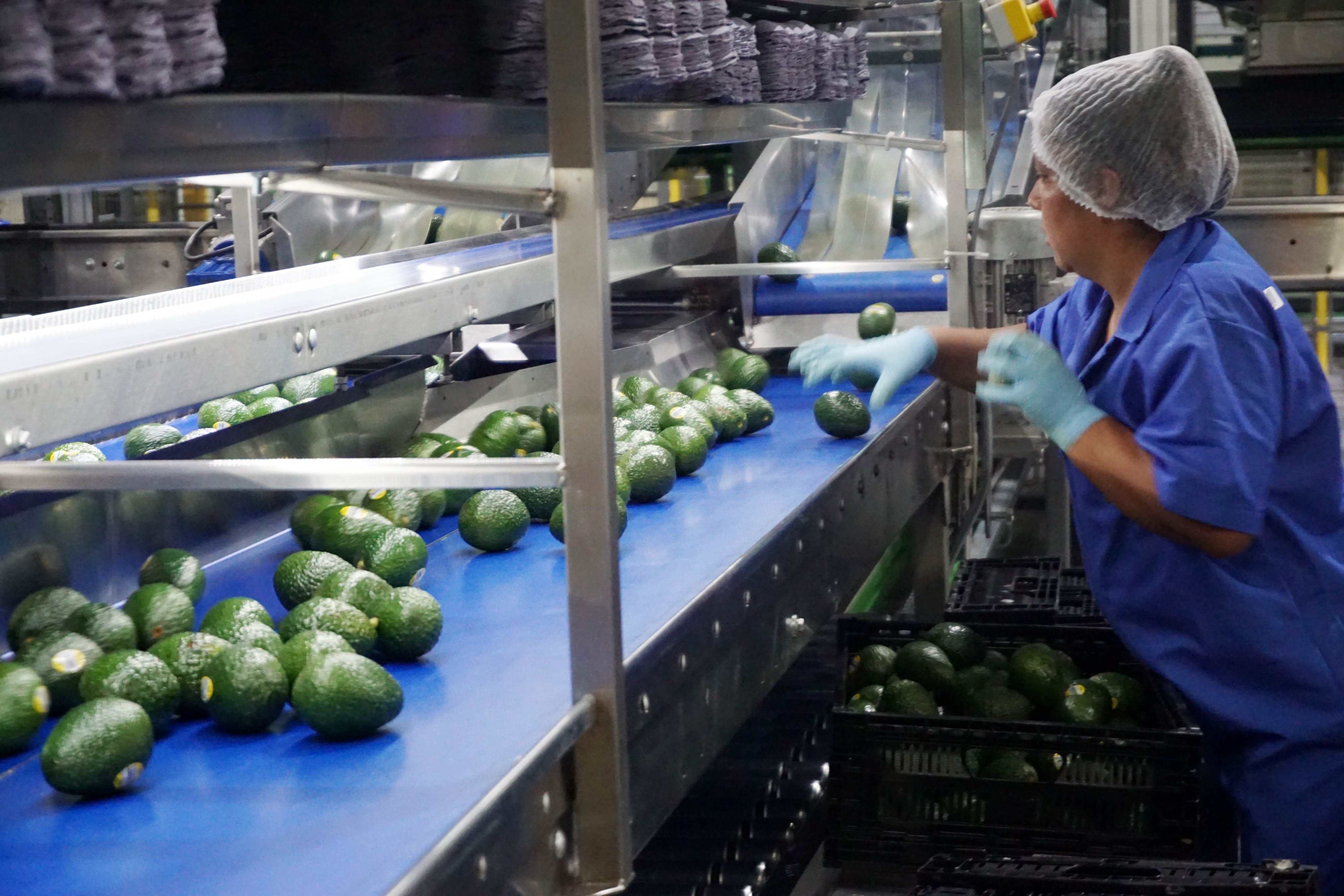 SPR Informa on X: "#Nacional La Secretaría de @Agricultura_mex informó que  el Ministerio de Salud, Trabajo y Bienestar de #Japón (@MHLWitter) refrendó  el intercambio comercial de aguacate y cárnicos nacionales, luego de