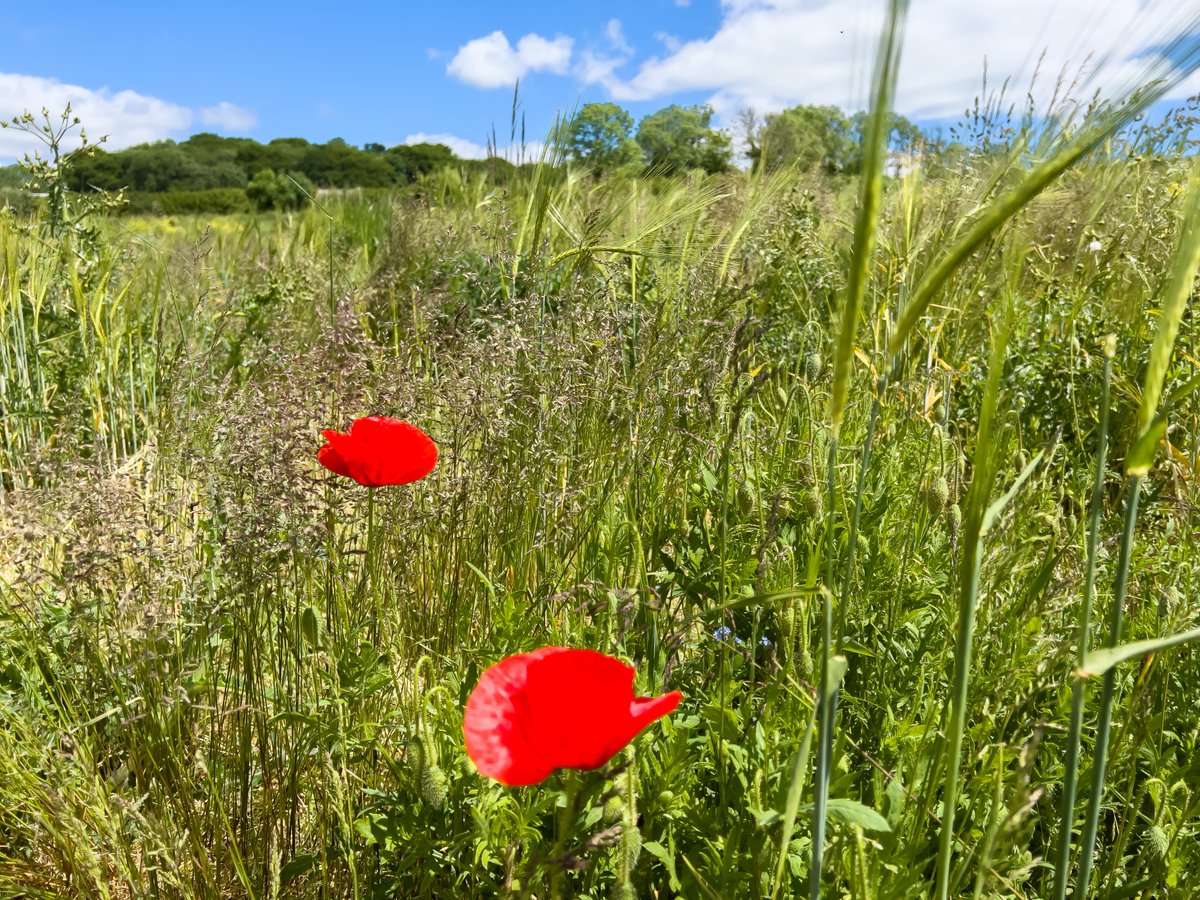 People and organisations across Dorset have been working on a plan to restore and protect nature in our county. Learn about the plans to make more space for nature in Dorset, and have your say on Dorset’s local nature recovery strategy. 👉 bit.ly/4kV8fu2 ~ Jack
