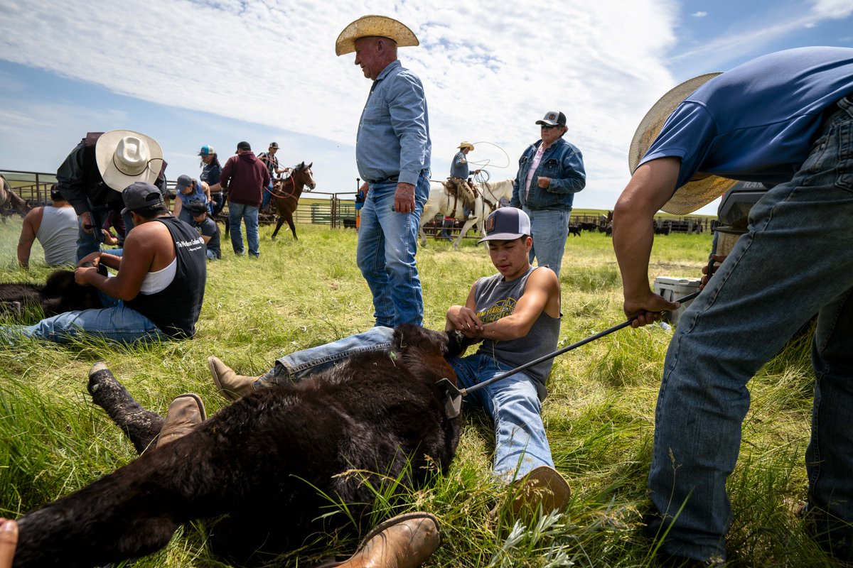 The average age of American Indian/Alaska Native producers is 56.6 years old, which is lower than the national average age of 58.1 years old.  

#TribalAg #2022AgCensus