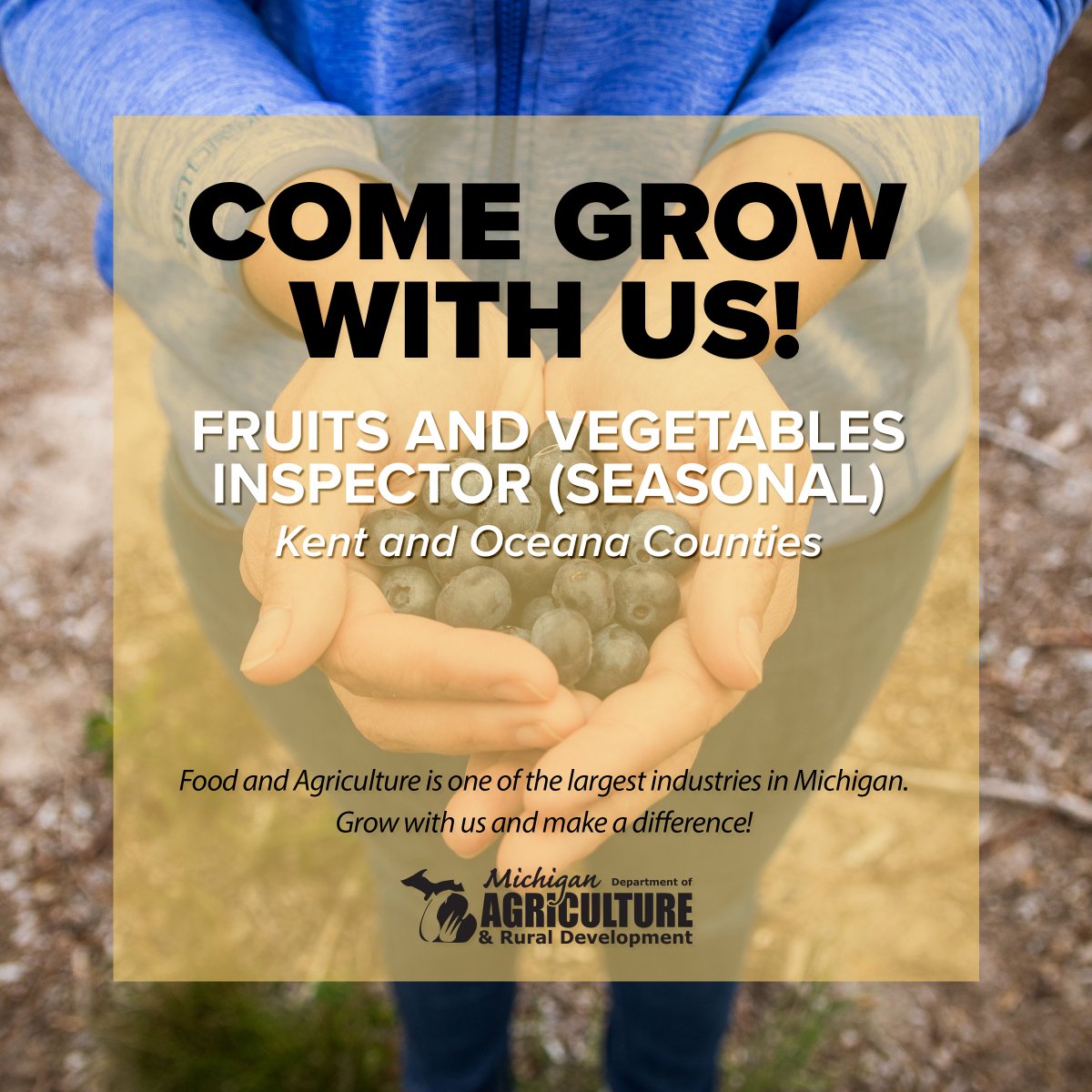 MichDeptofAg's tweet image. We’re currently seeking Non-Career Fruits and Vegetables Inspectors (Seasonal) with workstations in Kent and Oceana Counties. Employees will inspect and grade fresh fruits, vegetables, and other commodities grown in or imported to Michigan. Learn more: bit.ly/3ZZT8Yt