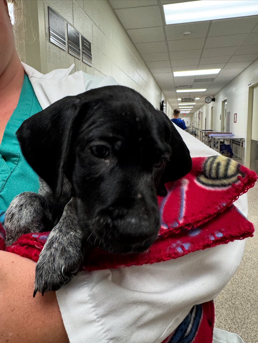 A puppy pic makes life better!