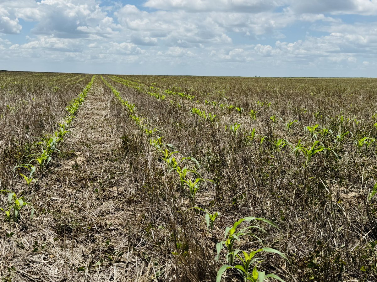 AV6R01 Grain Sorghum off to a great start in Texas County, Ok.