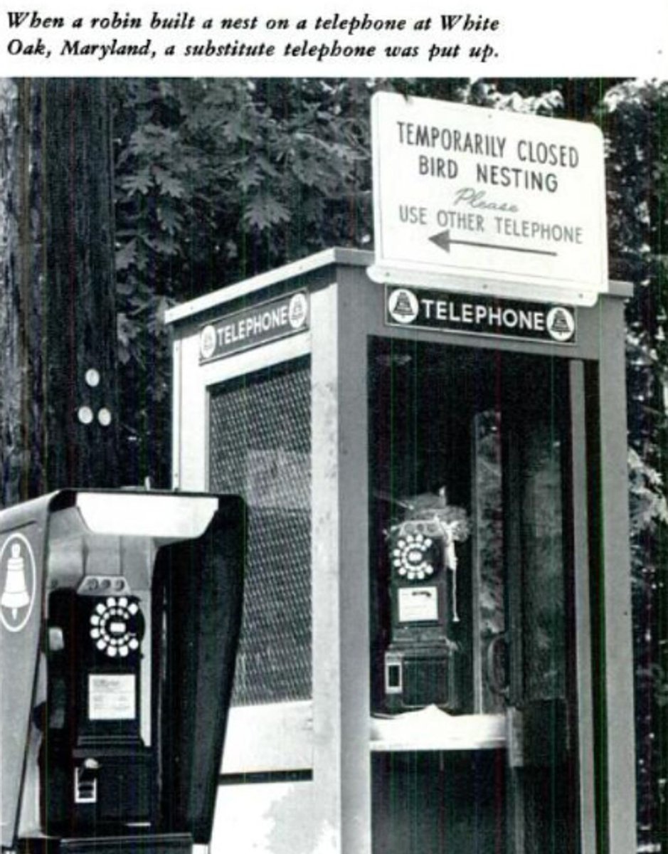 Accommodating our birdy neighbors, circa 1966